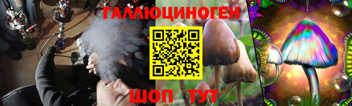 Галлюциногенные грибы Psilocybine cubensis Кудрово